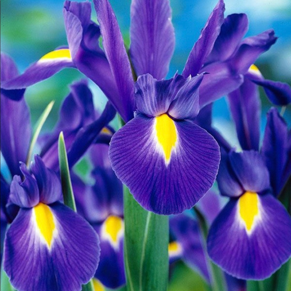 Meet your Posher, Cari